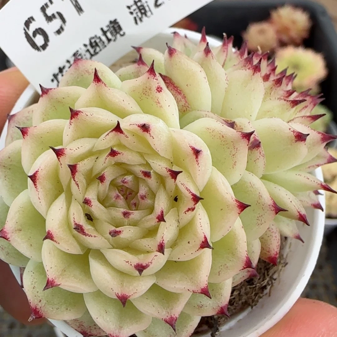 花语逸镜0129-651