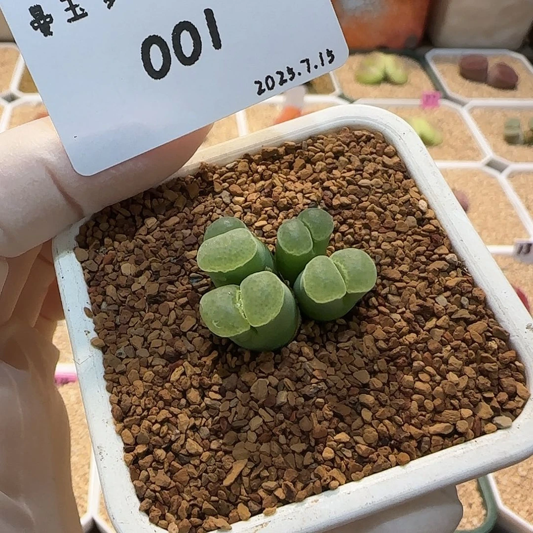 ***多肉多肉多肉7.15-001