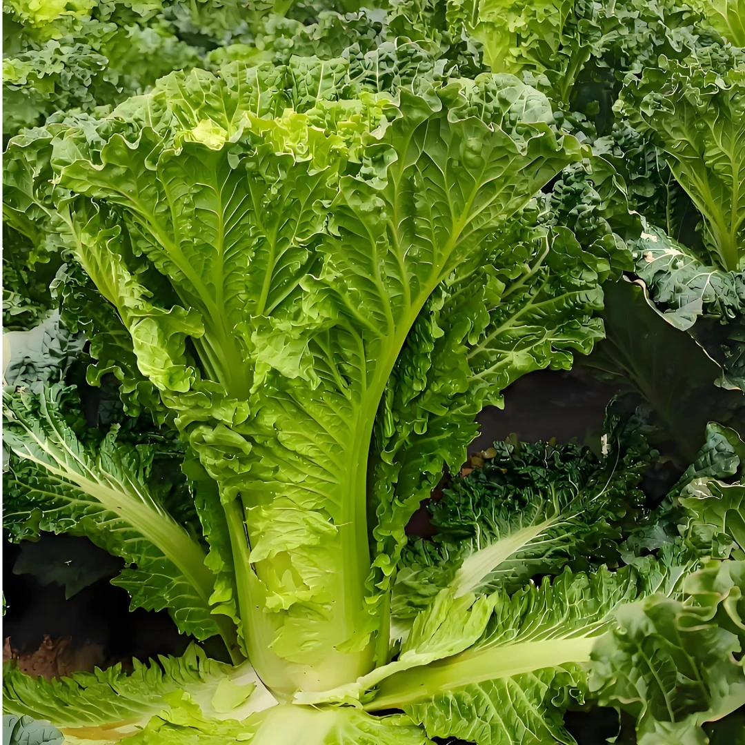 贵州高山露天种植青口白菜大白菜青麻叶新鲜无污染绿色蔬菜