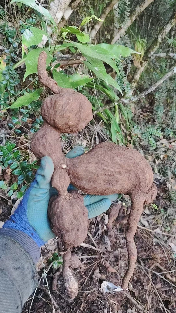 云南网红五翅梅，树萝卜，吊金钟，一物一拍，请勿擅自拍！