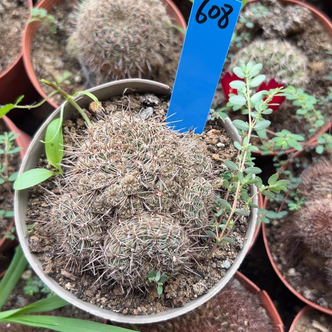 梅*酒金太阳沟宝608