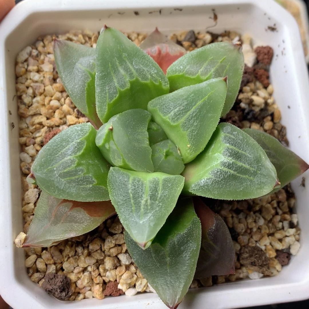 58包邮  群生不包整 95