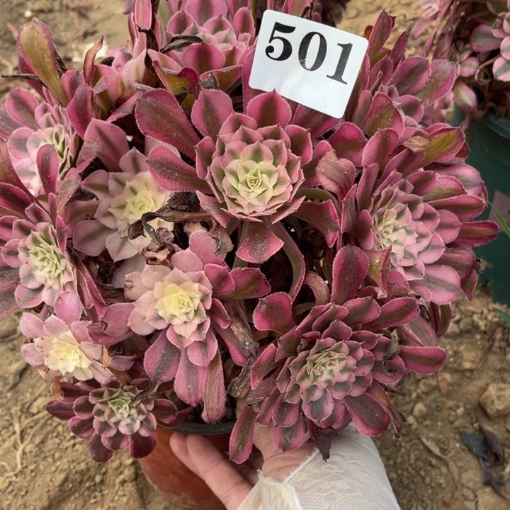 无花朵501多肉植物红铜白