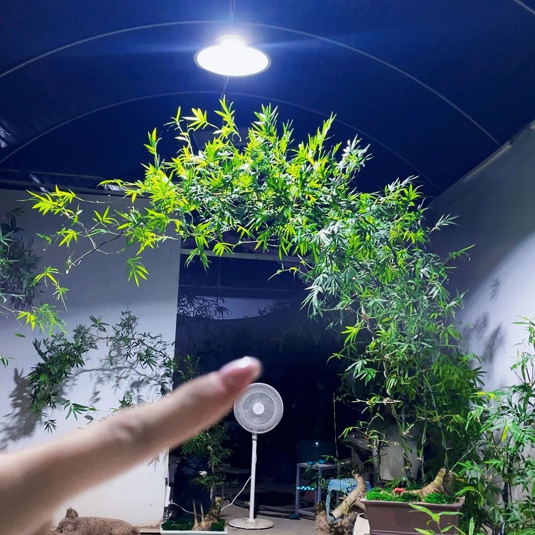 Y***n无花朵小叶簕竹熟桩塑料盆包邮