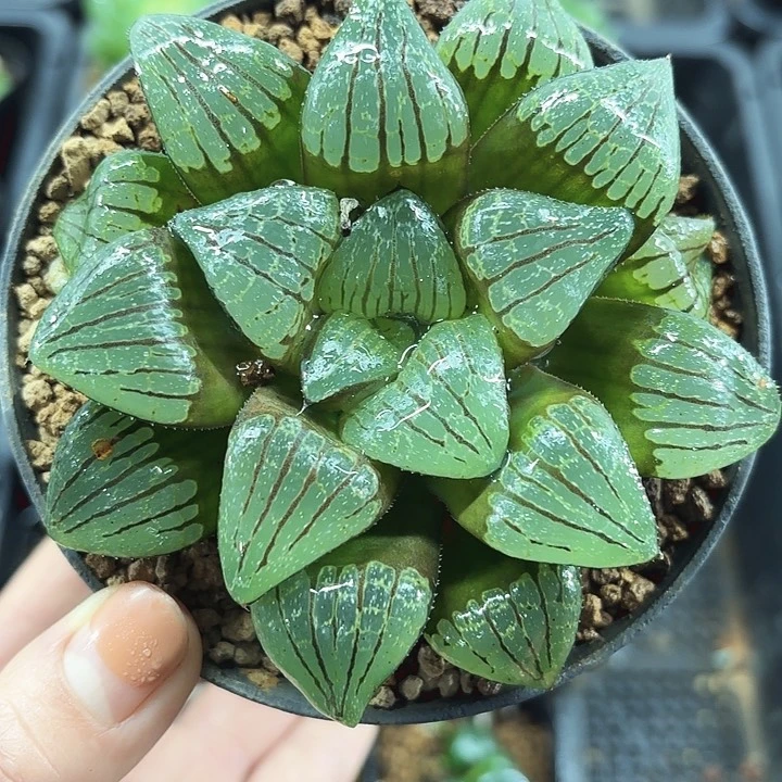 实生红纹寿多肉植物