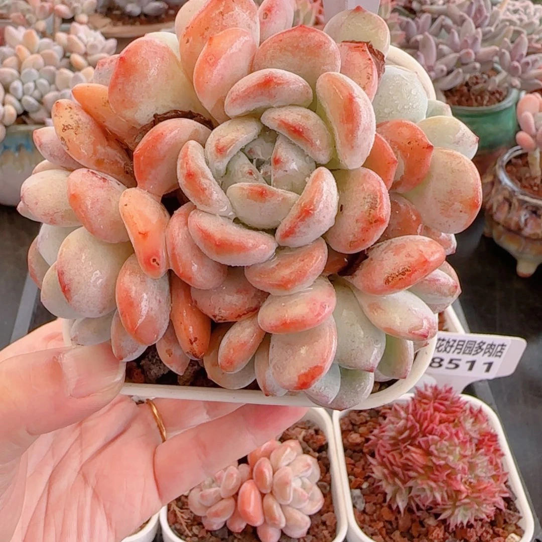 多肉植物8512…………