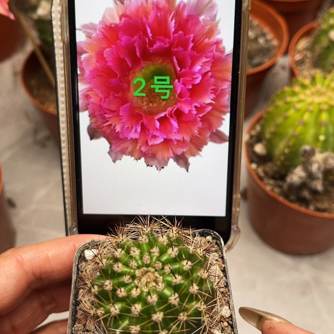 彩草2号羽毛带根3公分左右