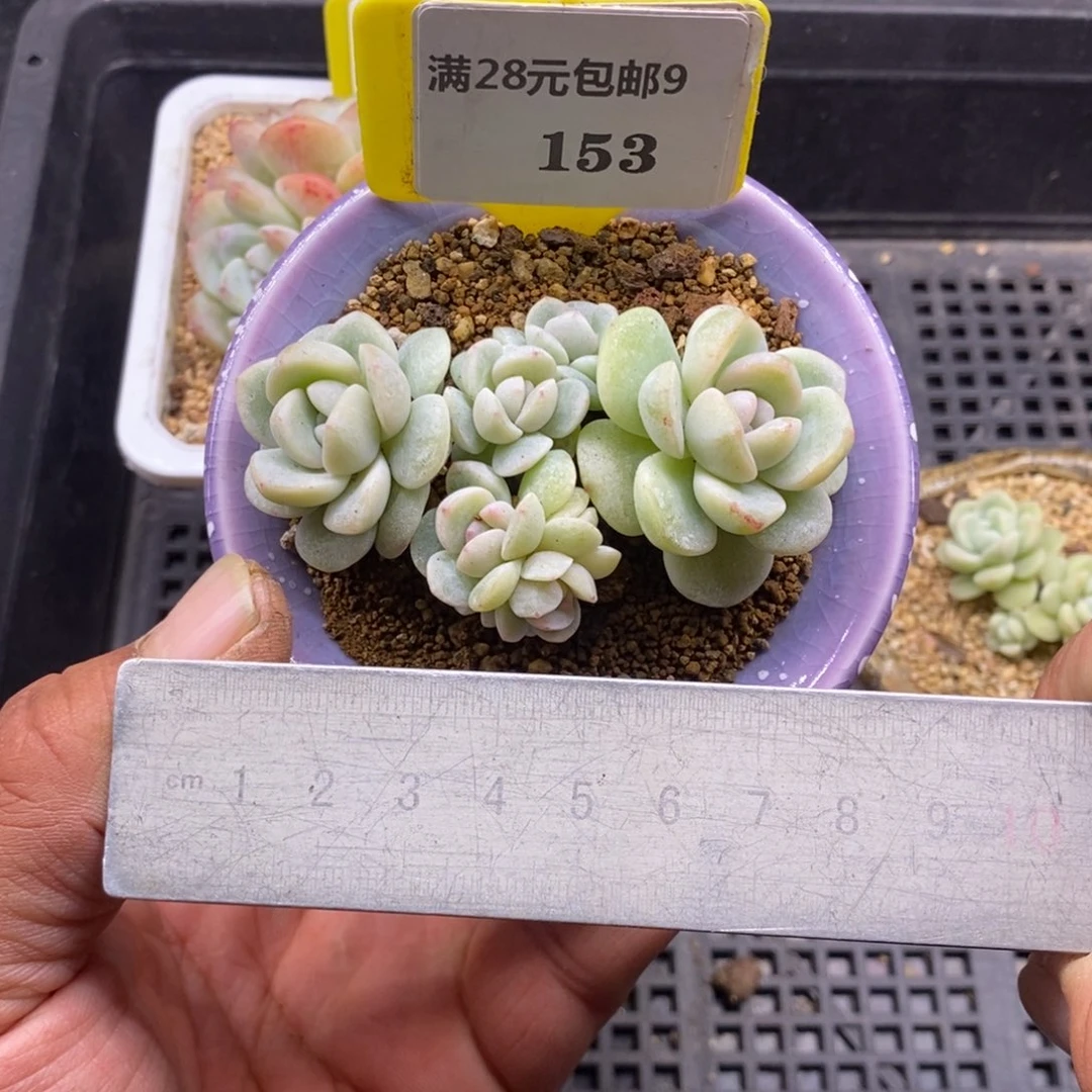 9153冰玉6头趴地群多肉