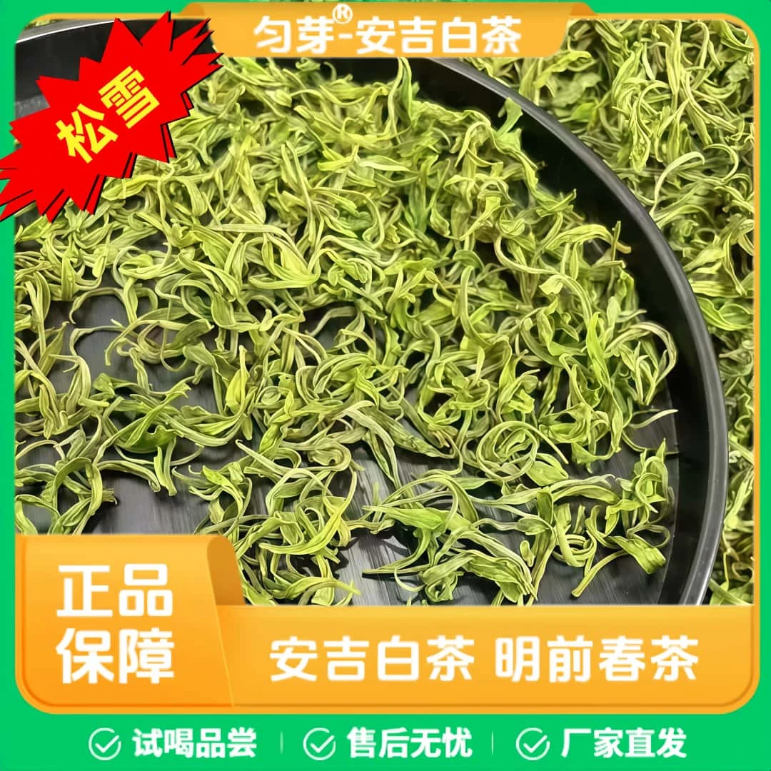 匀芽手工安吉白茶【松雪】2025新茶 兰花香 安吉原产地厂家直发