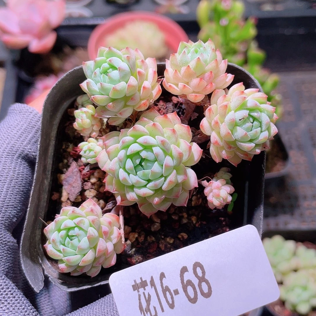 花利美16-68小粉莓