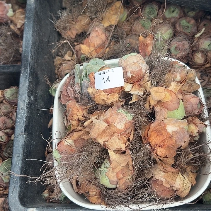 鑫***选苗苗14山地玫瑰瑕疵不售后