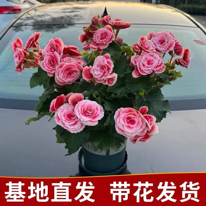 重瓣玫瑰丽格海棠 盆栽 四季爆花勤花庭院客厅阳台新手必入