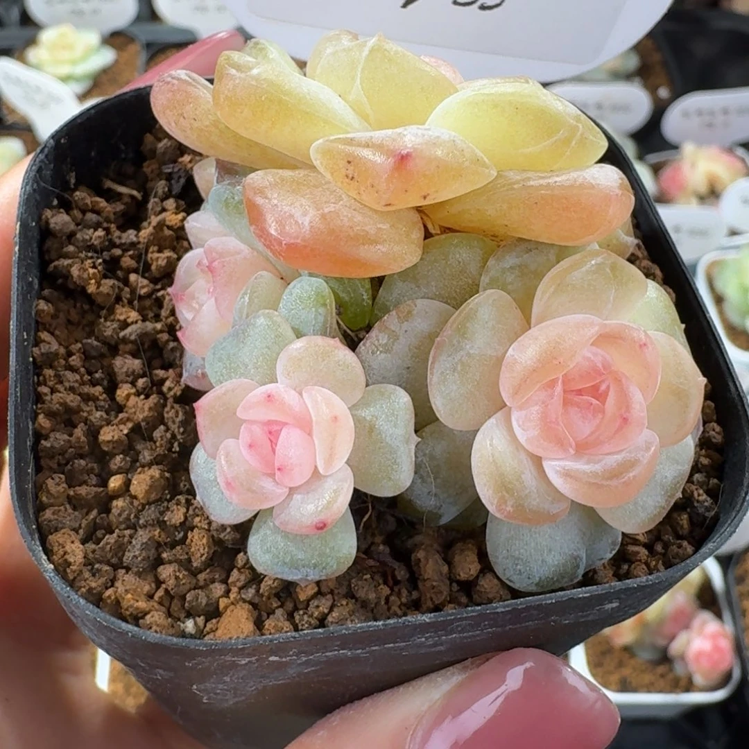 李****1230-35-牡丹母本群生