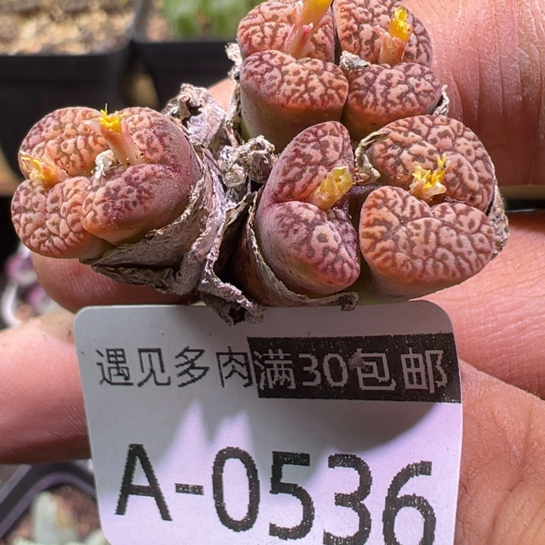 多肉植物1111111111111