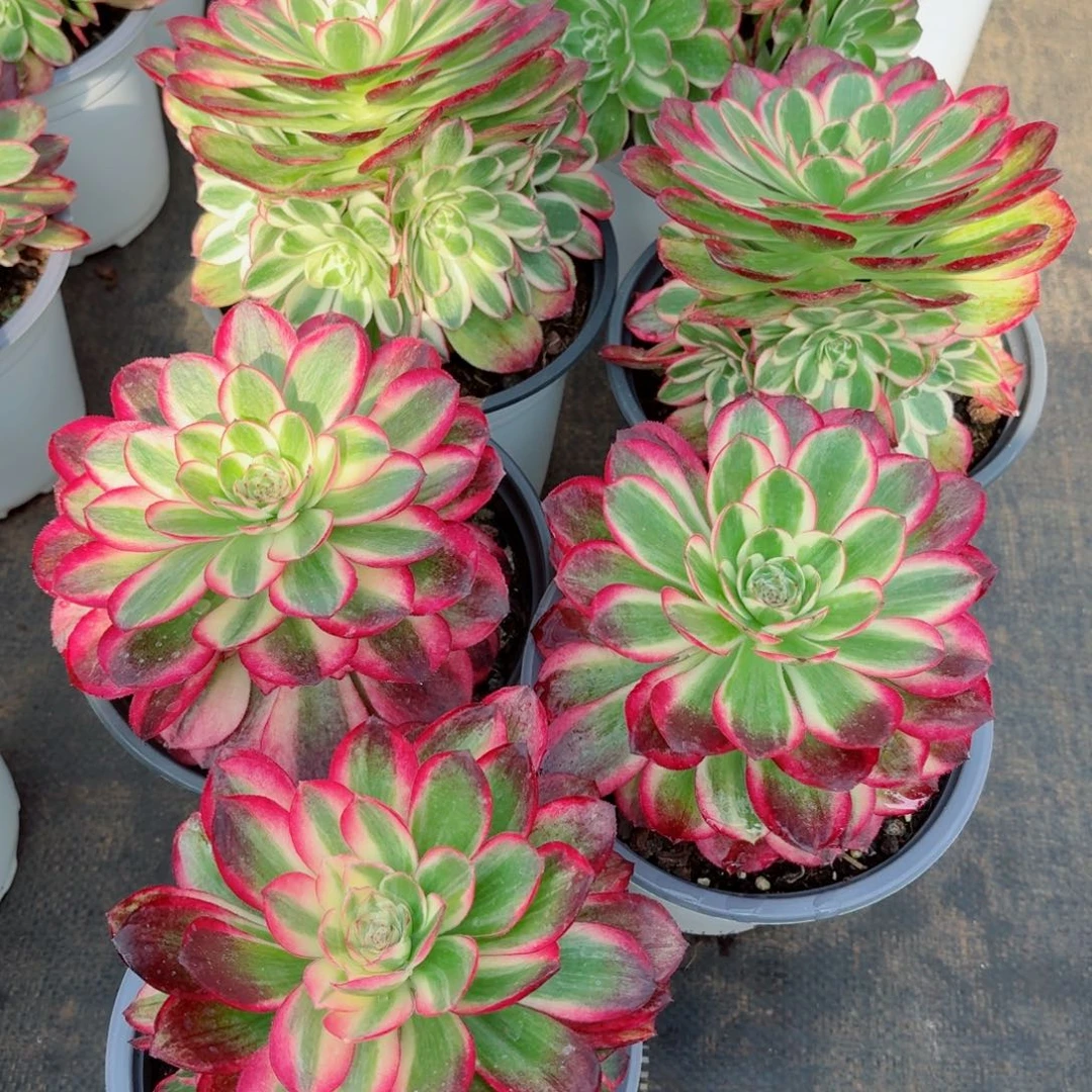 180荔枝单头带仔多肉法师量拍