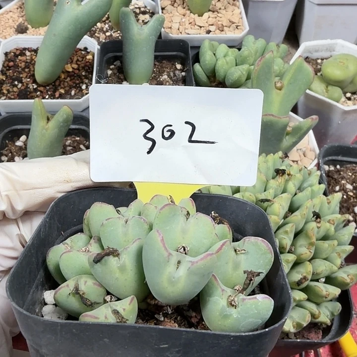 苹果手言言语语我想