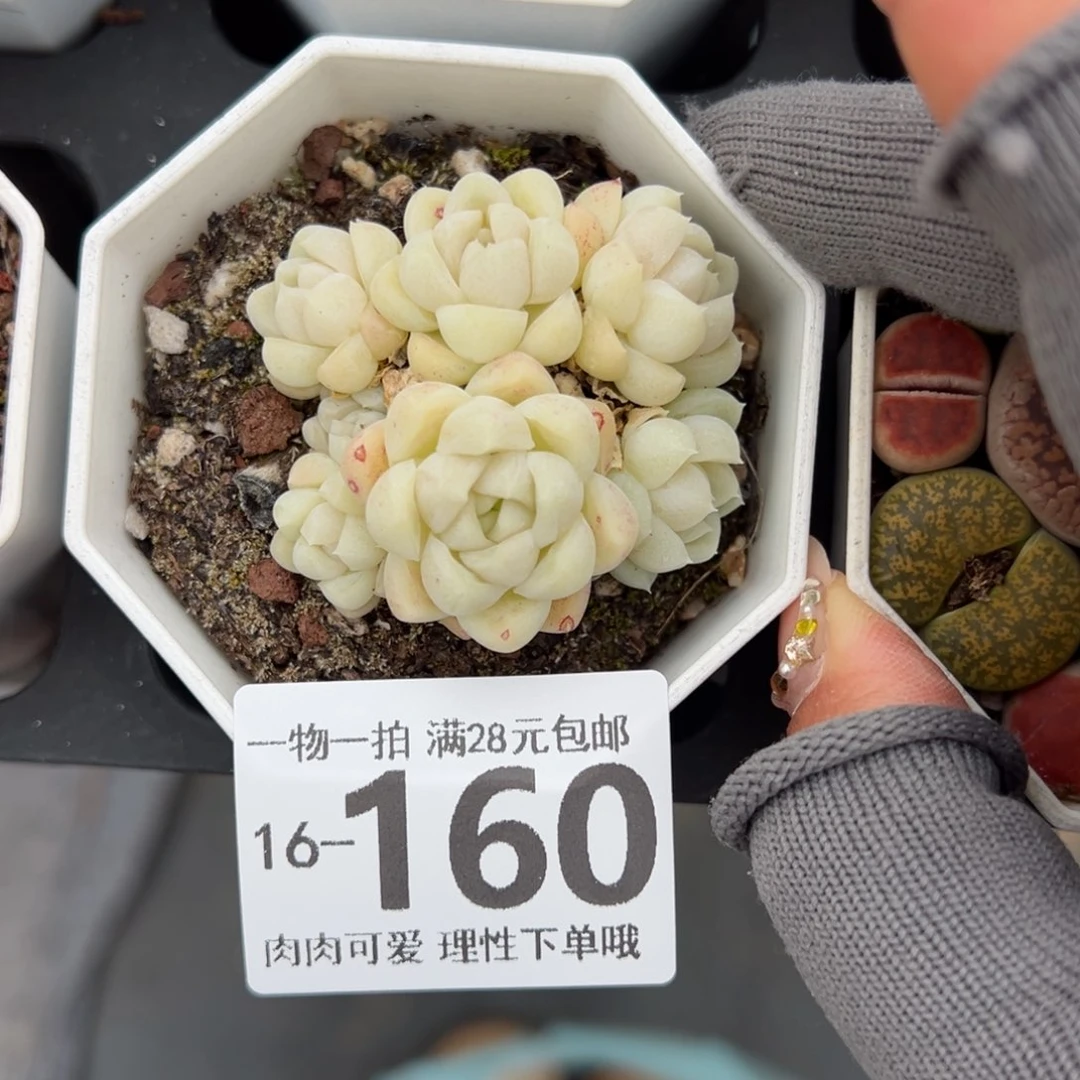 阿尔卑斯月影多肉多肉多肉多肉多肉