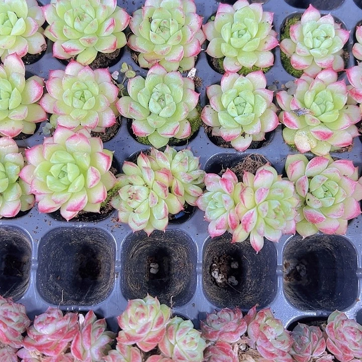 女王麦秆 满10颗包邮