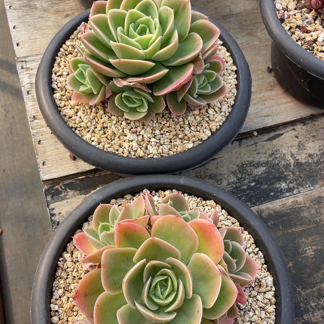 多肉植物一物一拍