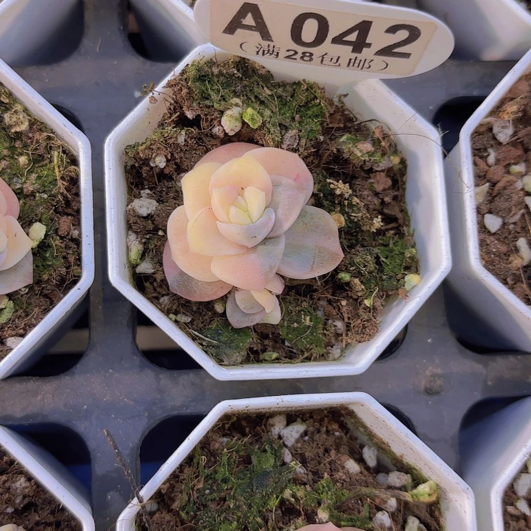 A042可爱玫瑰锦一物一拍