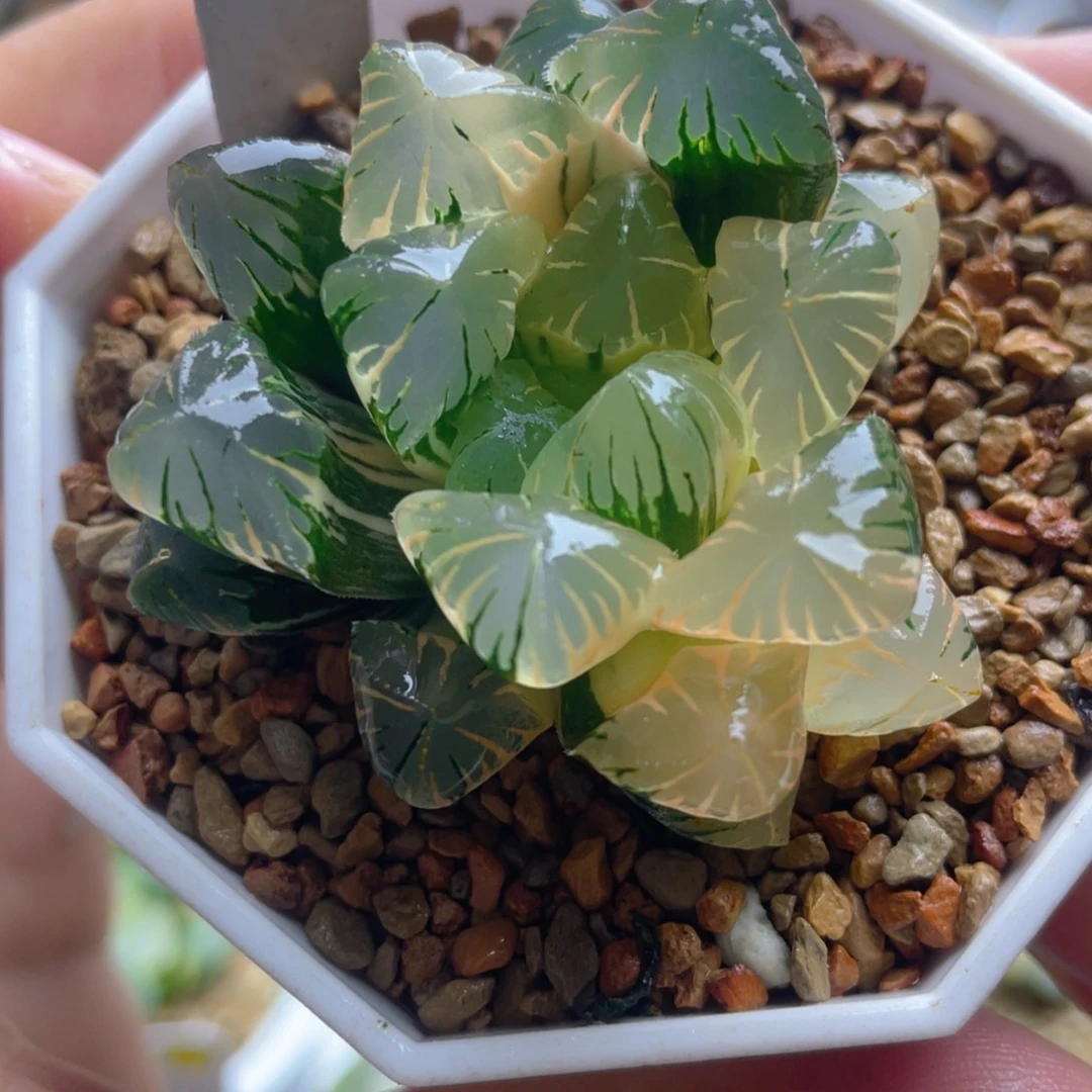11.十二卷广濑玉露锦。