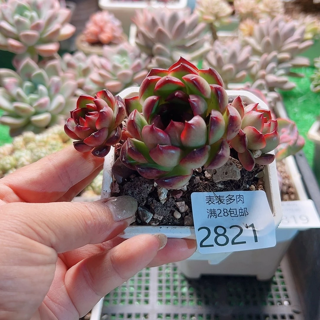 多肉一物一拍植物2821