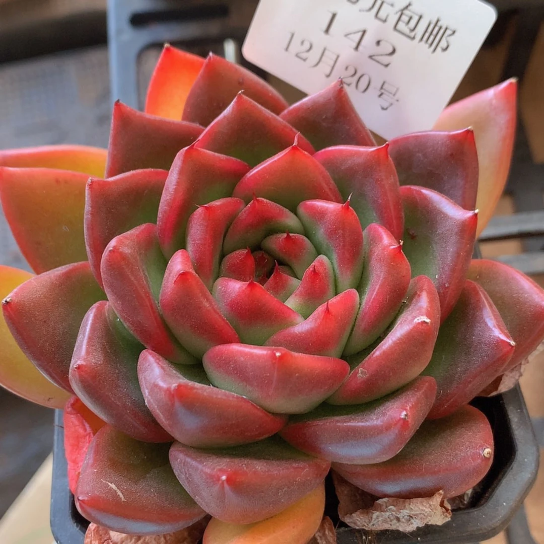 【闪购商品】云142号红宝石