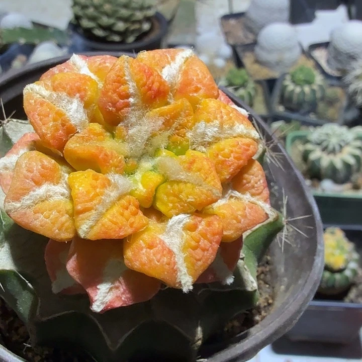 毁***记大叶黑牡丹金仙人球