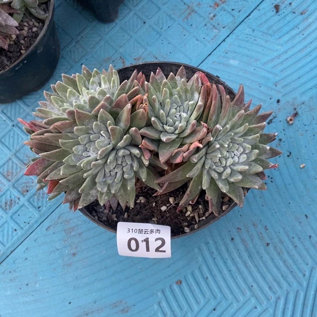 012白雪多肉植物啦啦啦