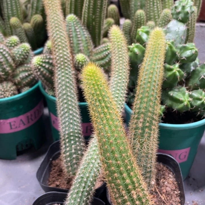 新品金妞红蜻蜓自根加玛丽珍黄一组