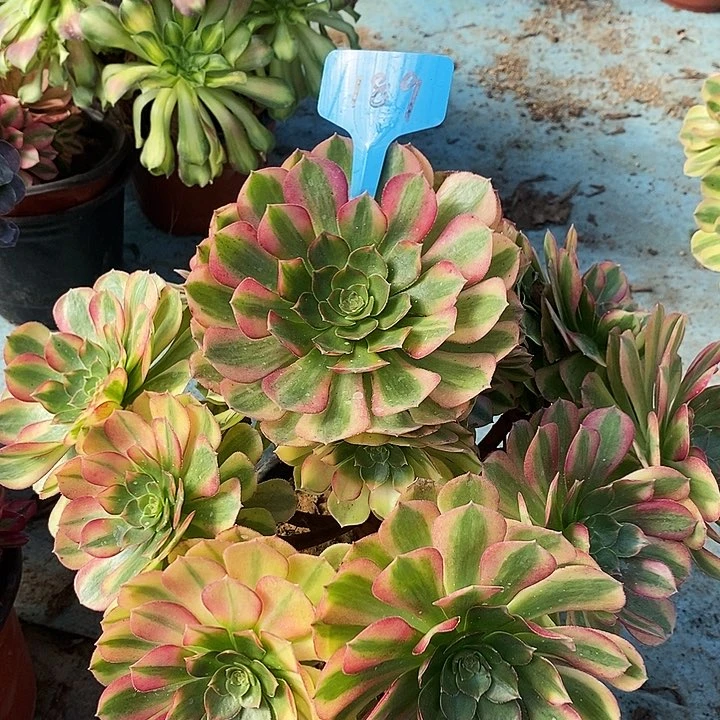 189 一颗雨何法师多肉