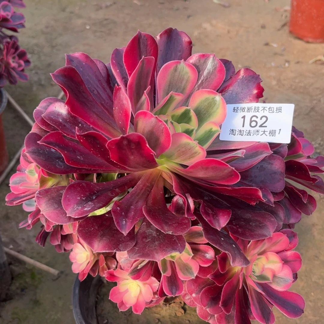 162美杜莎多肉植物法师