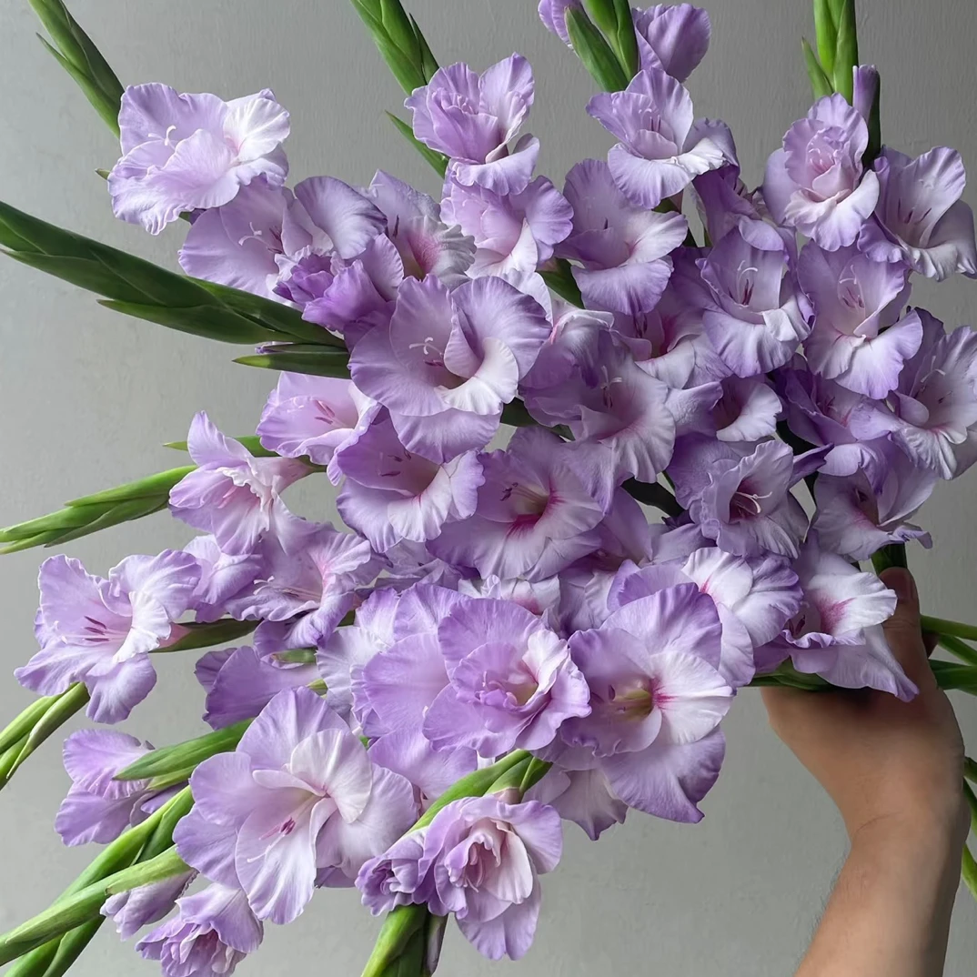 10枝诺迪卡剑兰 鲜花   一单中通冷链 2单顺丰