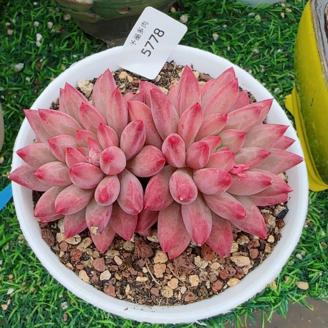 虞美人，5778多肉植物