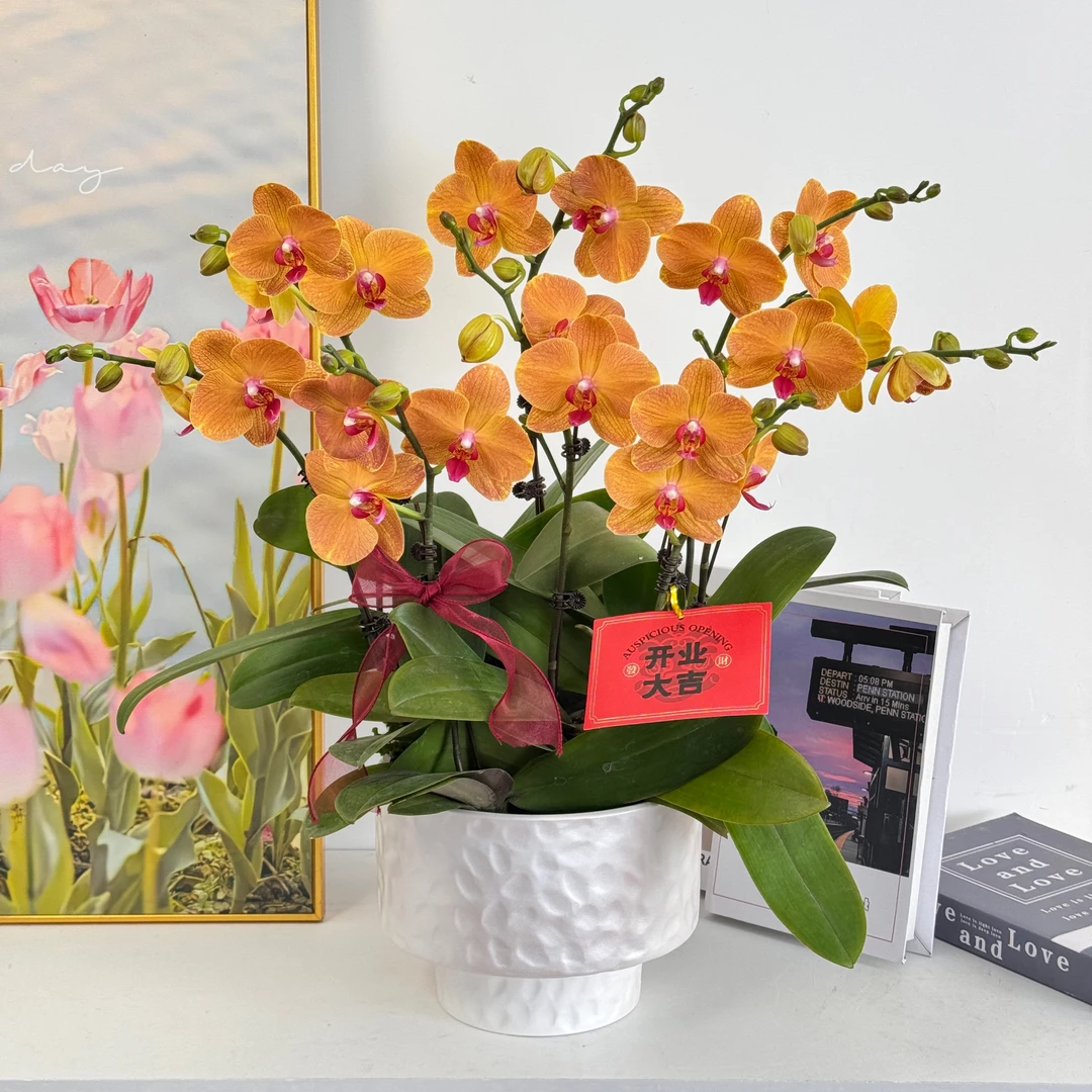 【心想事成】组盆室内蝴蝶兰花盆栽开花株 四季好养护绿植叶片