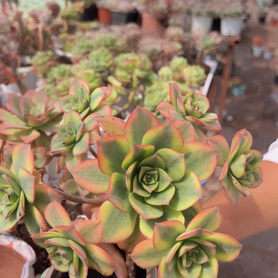 艳日辉 单头带多崽