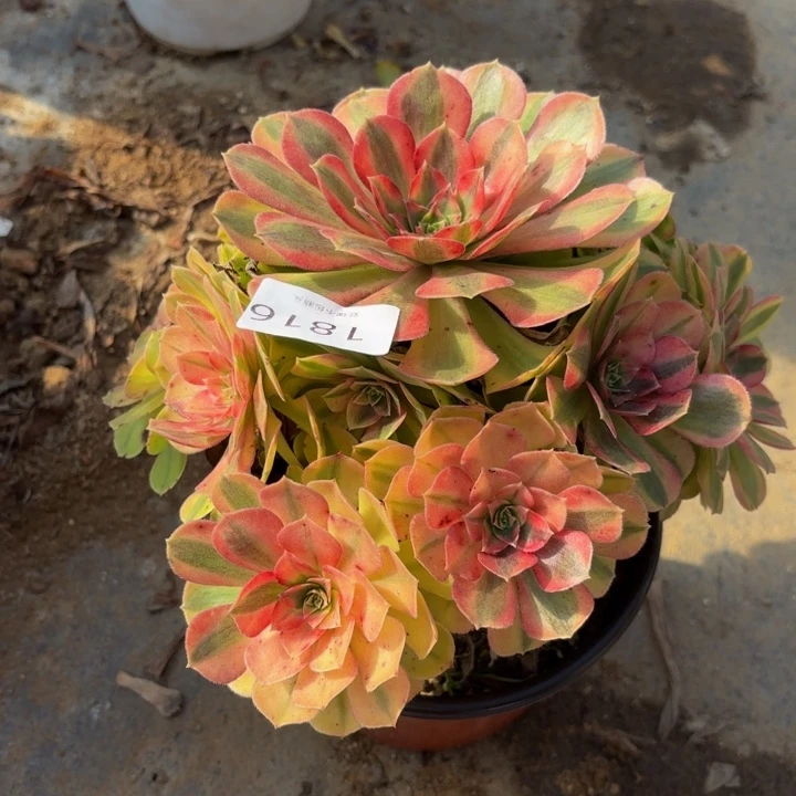 雨荷多肉处理不包断头1816