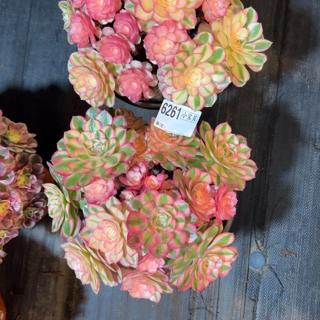 与****倾城多肉6261多肉多肉