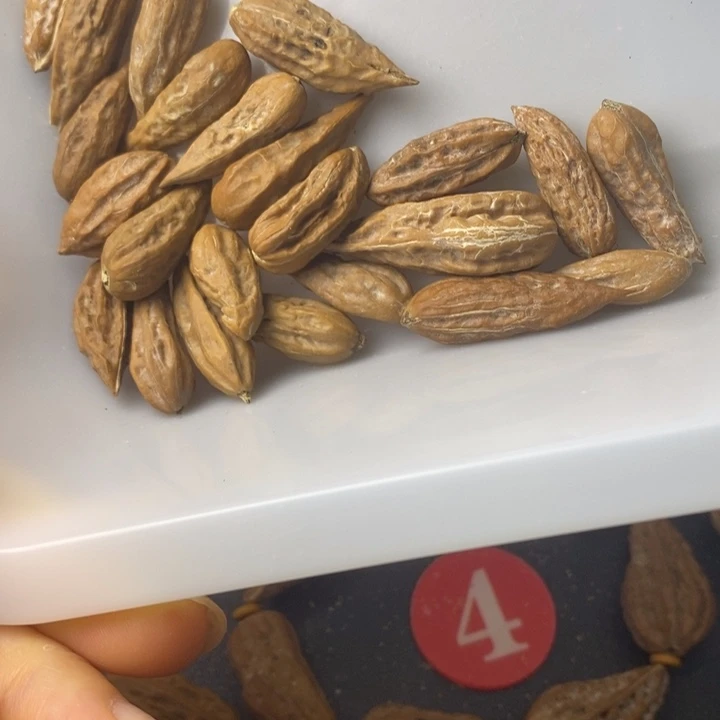 微***分文玩核桃吊坠文玩异形秋子散籽23+1