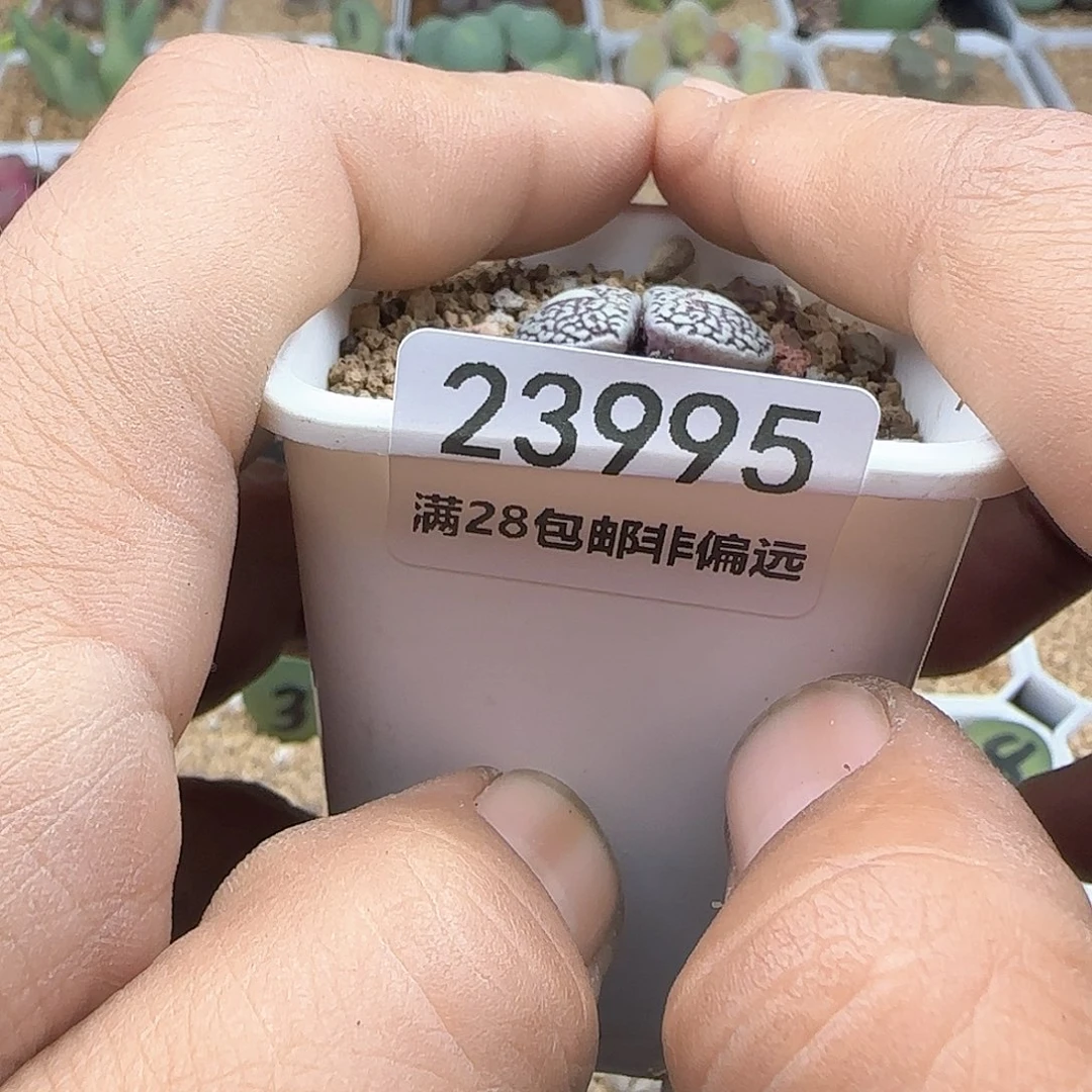 y****畅脱土年后发货23995