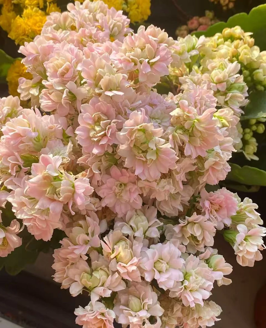 【神明少女】精品长寿花盆栽重瓣带花苞客厅阳台室内养殖懒人花