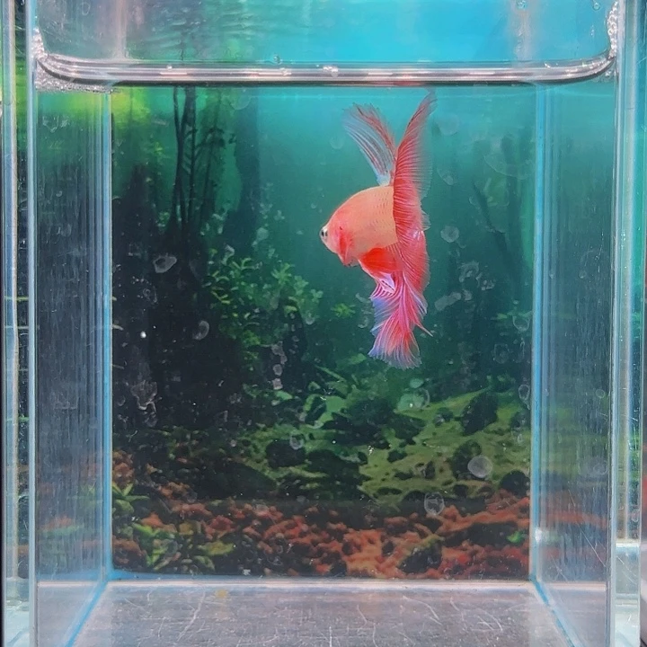 红海倒吊鱼所有朋友也有一个