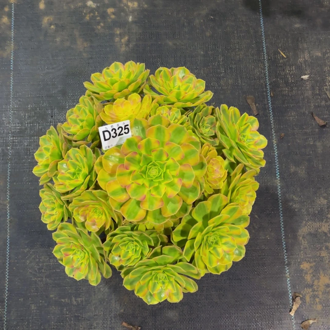 【闪购商品】用****132500雨荷