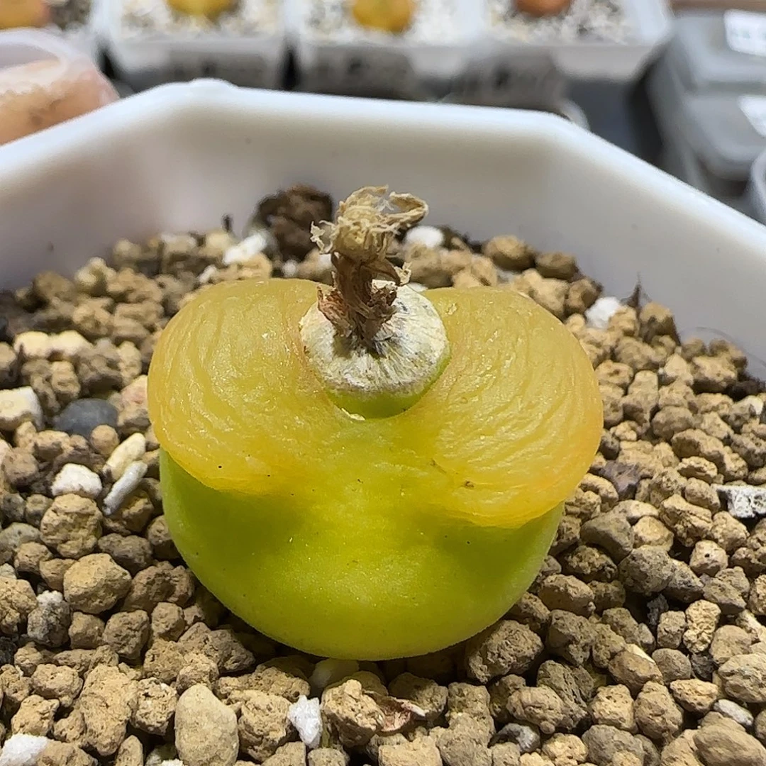 11.24。蟠桃福利尺寸2cm 5022