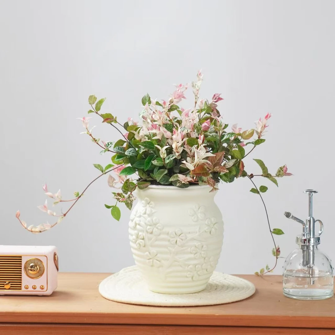 【A级】花叶络石室内绿植清新四季可用于庭院观景客厅观赏