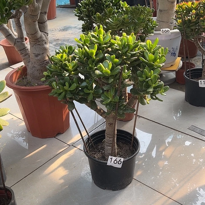 招财猫花月独杆老桩