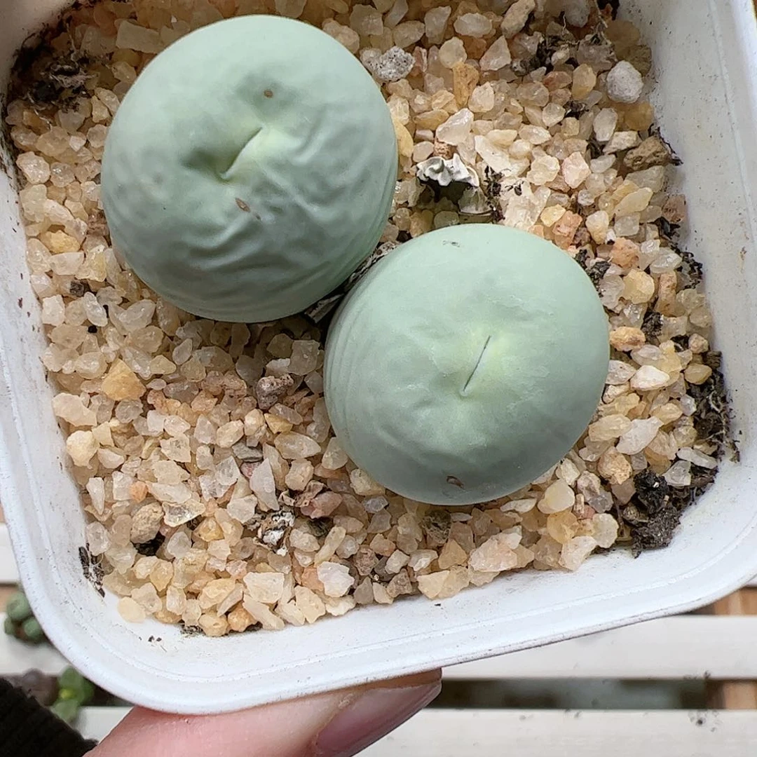 【闪购商品】385 秒
