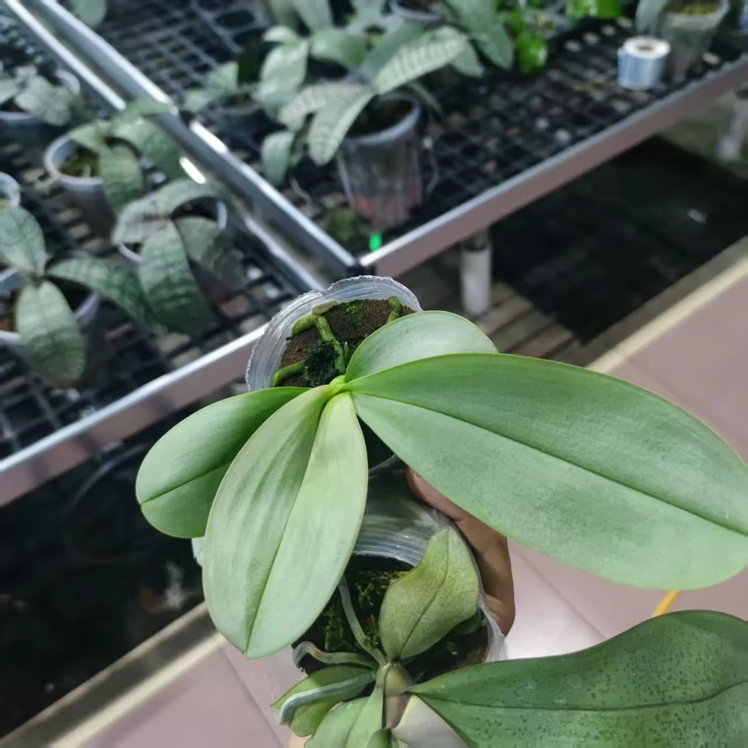 SWR YU-23APschilleriana x amabilis (Irian Jaya)蝴蝶兰