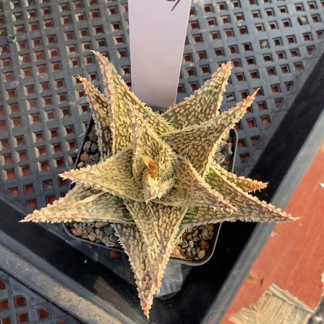 白**羊020229白羊园艺芦荟