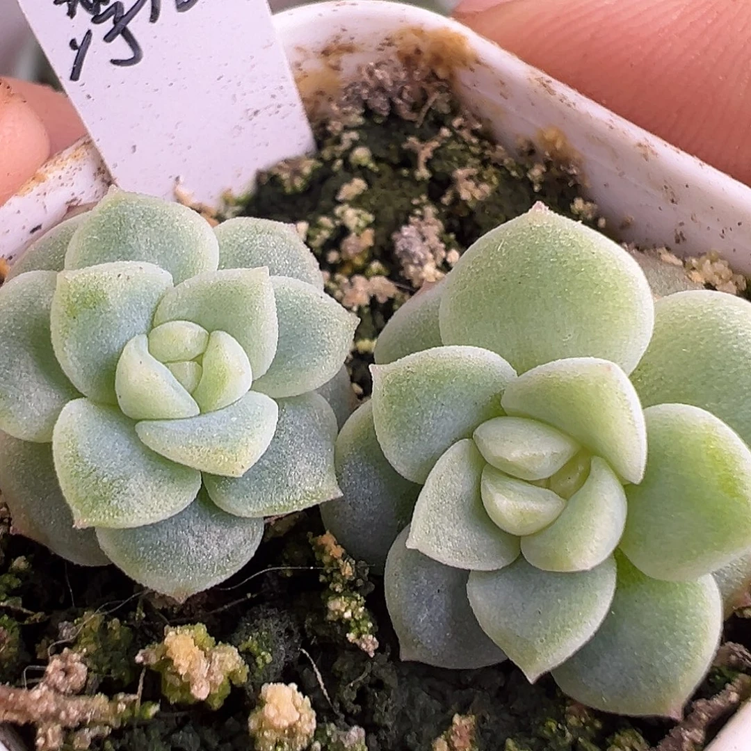 两颗浮光。 独家优选